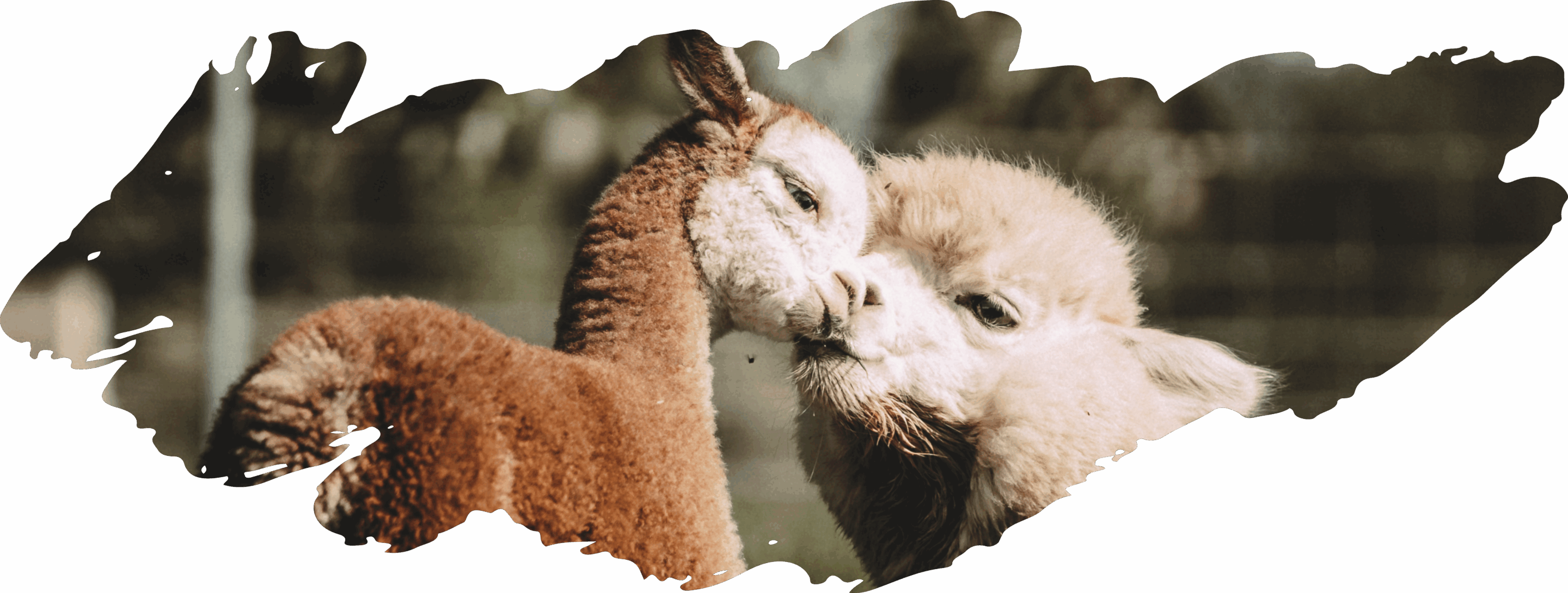 Lippeauen Alpakas_Farm_Header_mobile Lippeauen Alpakas_Farm_Header_tablet