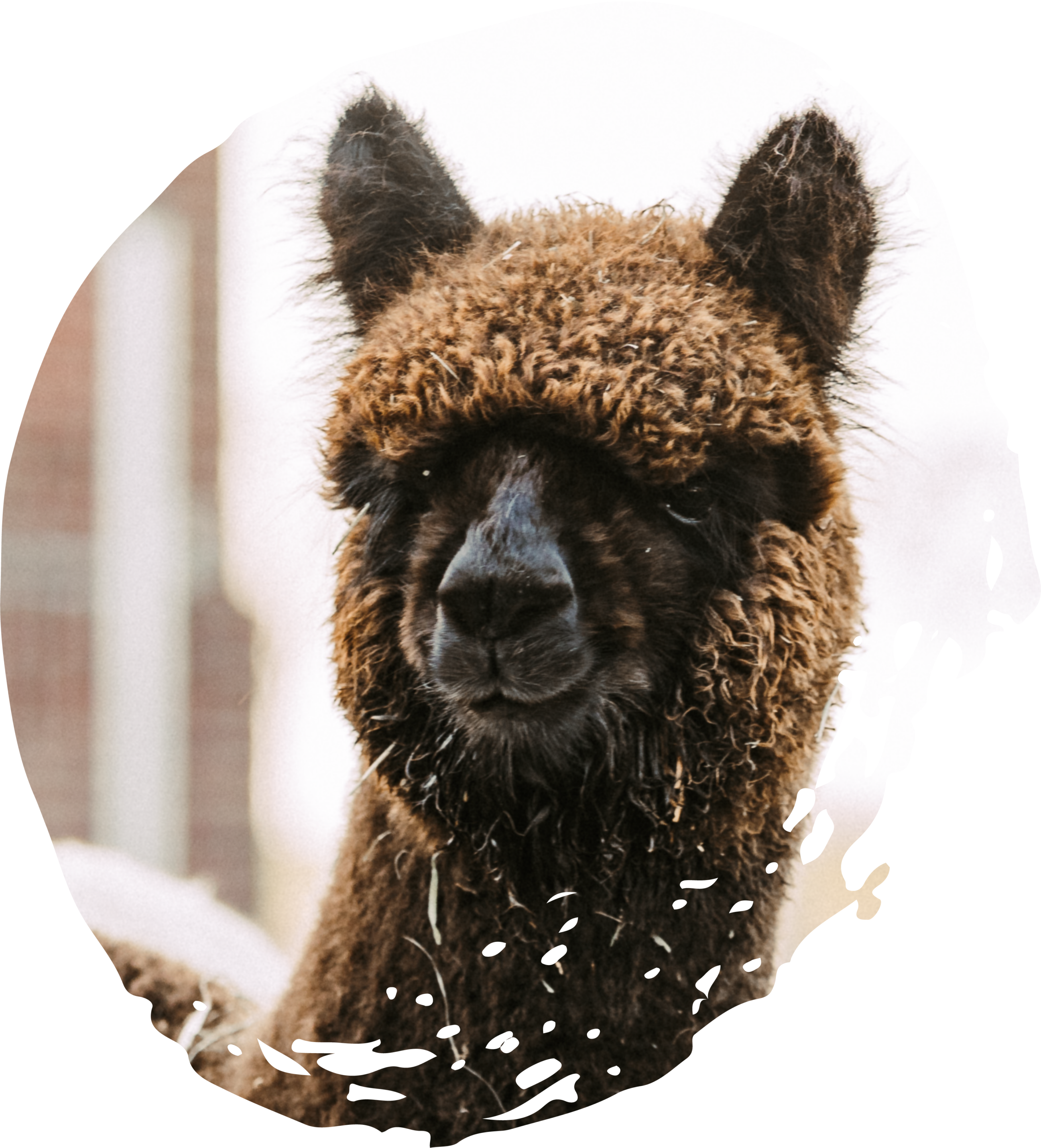 Lippeauen Alpakas_Farm_1